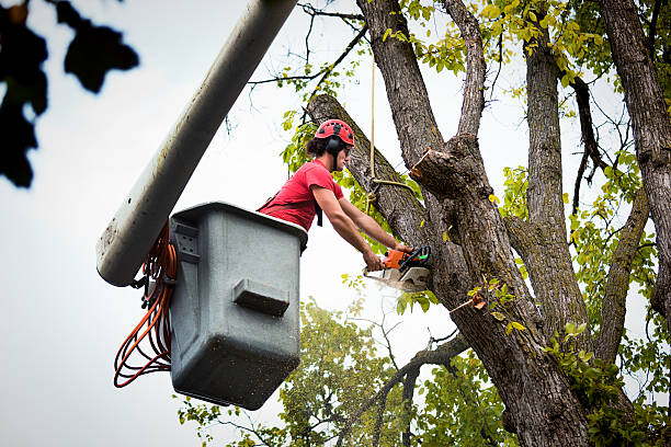 Best Tree Cutting Near Me  in East Brewton, AL